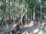 Japanks skog.